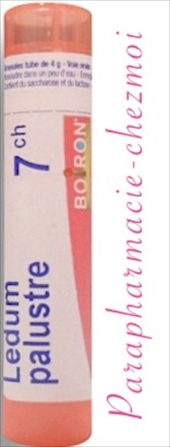 LEDUM PALUSTRE GRANULES 7CH